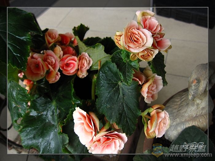 nEO_IMG_IMG_0968.jpg