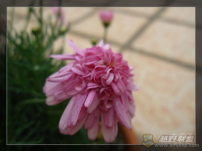 nEO_IMG_IMG_0950.jpg