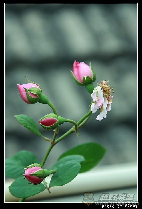 IMG_7876.JPG