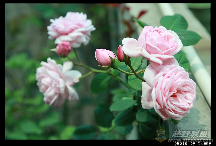 IMG_7921.JPG