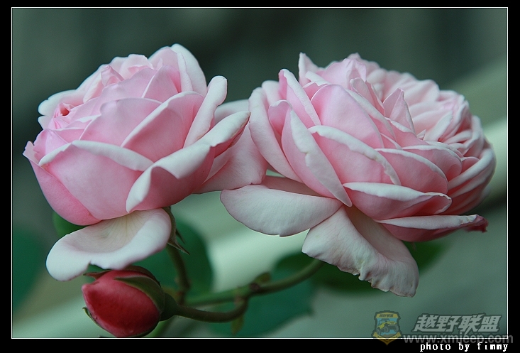 IMG_7929a.jpg