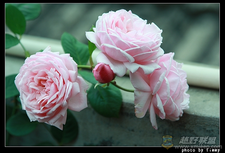 IMG_7937.JPG