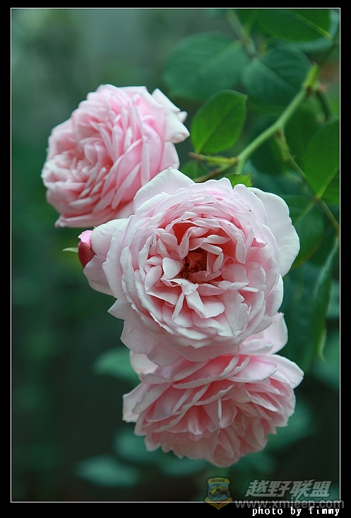 IMG_7942a.jpg