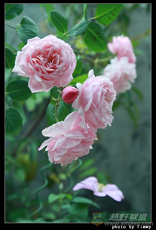 IMG_7945a.jpg