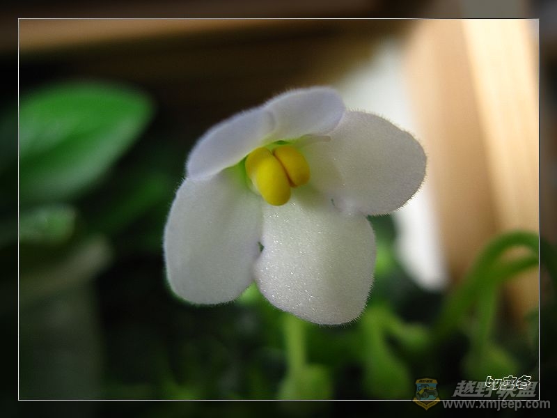 nEO_IMG_IMG_1100.jpg