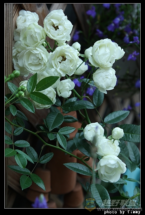 IMG_8111a.jpg