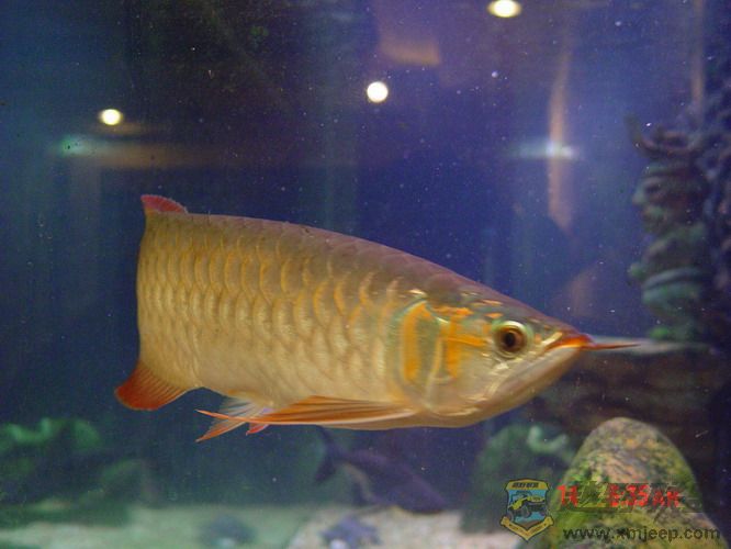 DSC00138_С.jpg