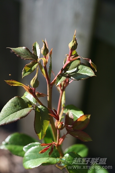 flower_20100516_050.JPG