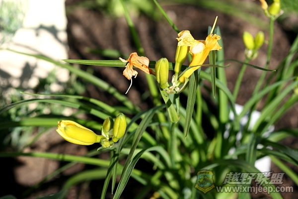 flower_20100516_043.JPG