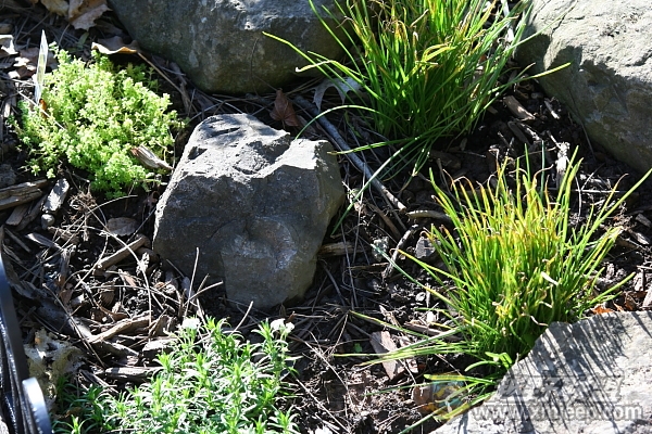 flower_20100516_059.JPG