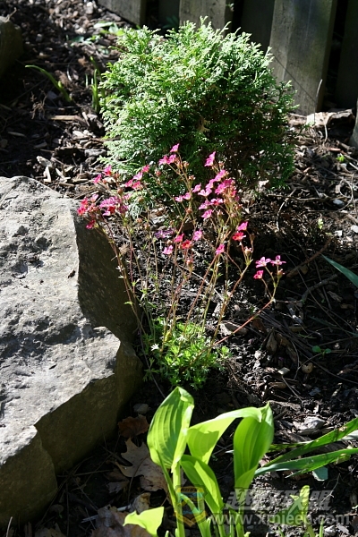 flower_20100516_060.JPG