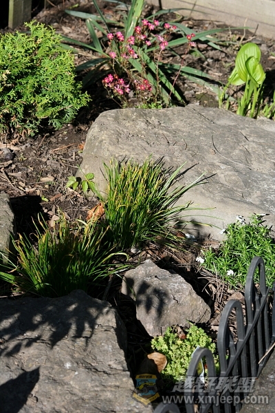 flower_20100516_061.JPG