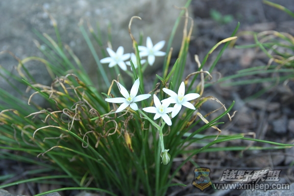 garden_0007.JPG
