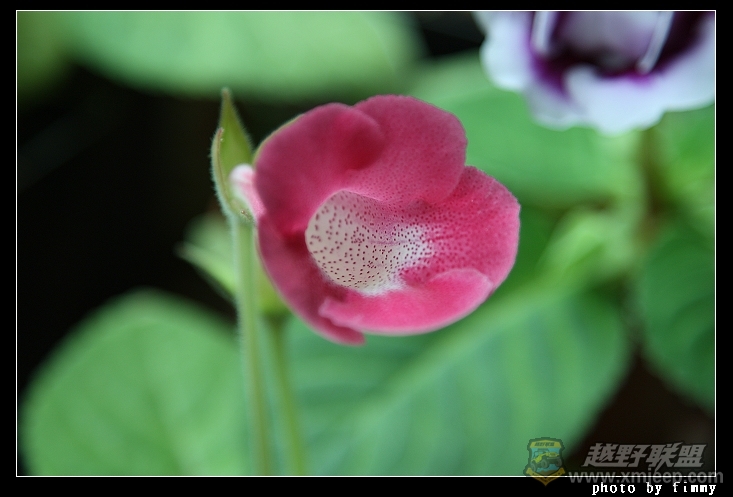 IMG_8272.JPG