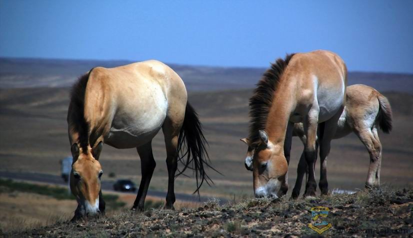 С DSC_3030.jpg