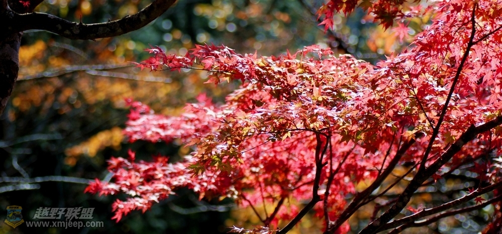 nEO_IMG_DSC_013600.jpg