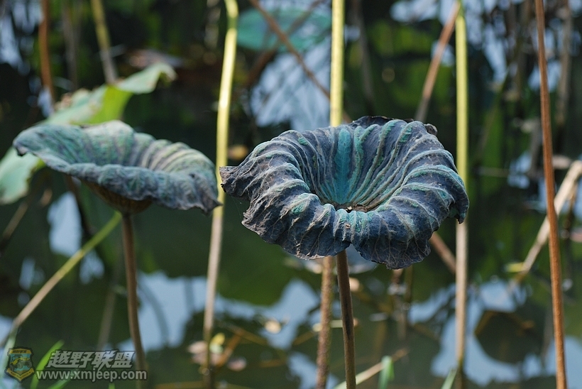 nEO_IMG_DSC_1895.jpg