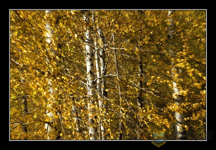 DSC_4942-w.jpg
