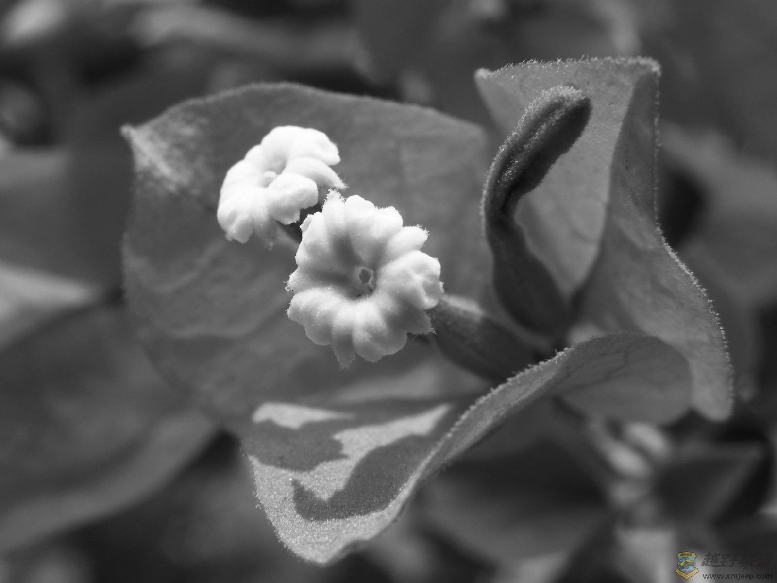3DSCF1708.JPG